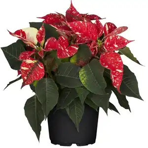 toom Fairtrade Weihnachtsstern rot weiße Punkte 17 cm Topf