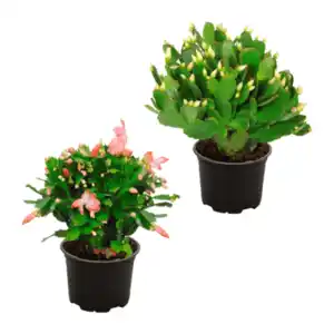 GARDENLINE Weihnachtskaktus (Schlumbergera)