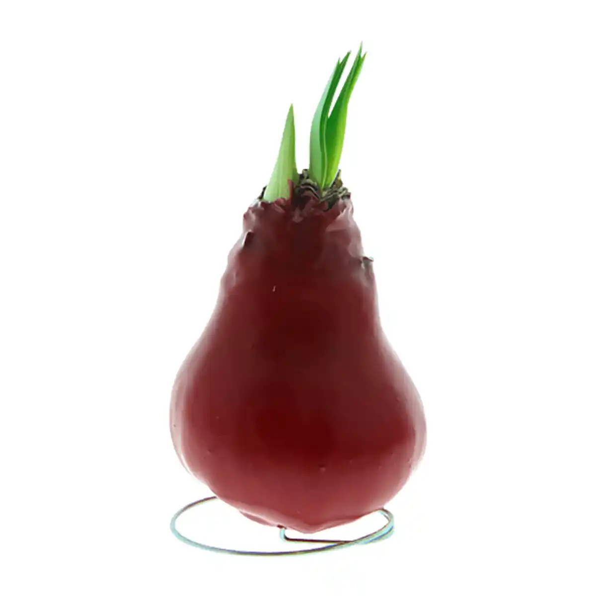 Bild 2 von GARDENLINE Amaryllis, gewachst