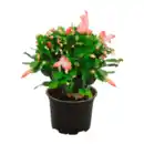 Bild 4 von GARDENLINE Weihnachtskaktus (Schlumbergera)