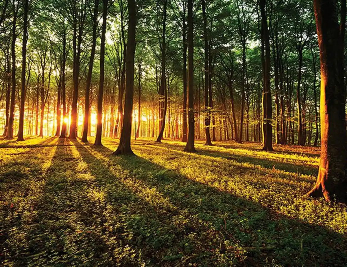 Bild 1 von Fototapete Vlies Wald