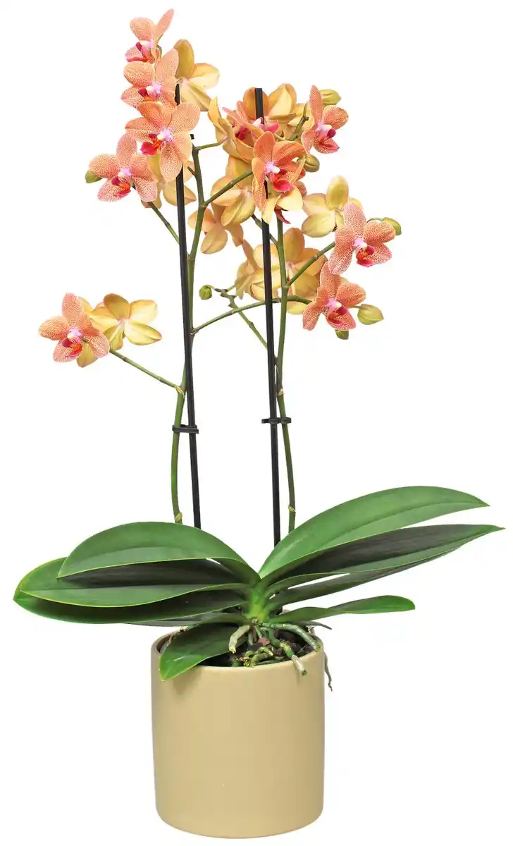 Bild 4 von Orchidee im Keramik-Übertopf