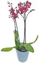 Bild 2 von Orchidee im Keramik-Übertopf