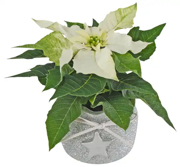 Bild 1 von Mini-Weihnachtsstern im Keramik-Übertopf