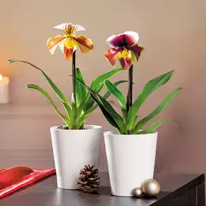 Orchidee Frauenschuh "Paphiopedilum"