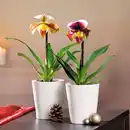 Bild 1 von Orchidee Frauenschuh "Paphiopedilum"