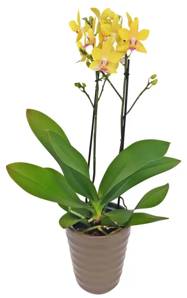 Bild 1 von Orchidee im Keramik-Übertopf