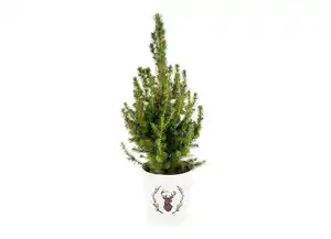 Picea Conica natur 13cm-Topf