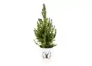 Bild 1 von Picea Conica natur 13cm-Topf