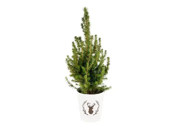 Bild 1 von Picea Conica natur 13cm-Topf