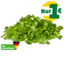 Bild 1 von MARKTLIEBE Deutscher Feldsalat