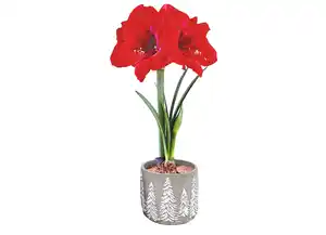 Amaryllis 13cm-Topf Amaryllis 13cm-Topf