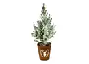 Bild 1 von Picea Conica 13cm-Topf mit Schnee