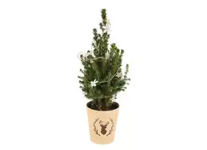 Picea Conica 13cm-Topf mit Schmuck