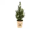 Bild 1 von Picea Conica 13cm-Topf mit Schmuck