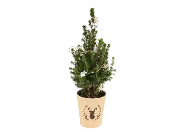 Bild 1 von Picea Conica 13cm-Topf mit Schmuck