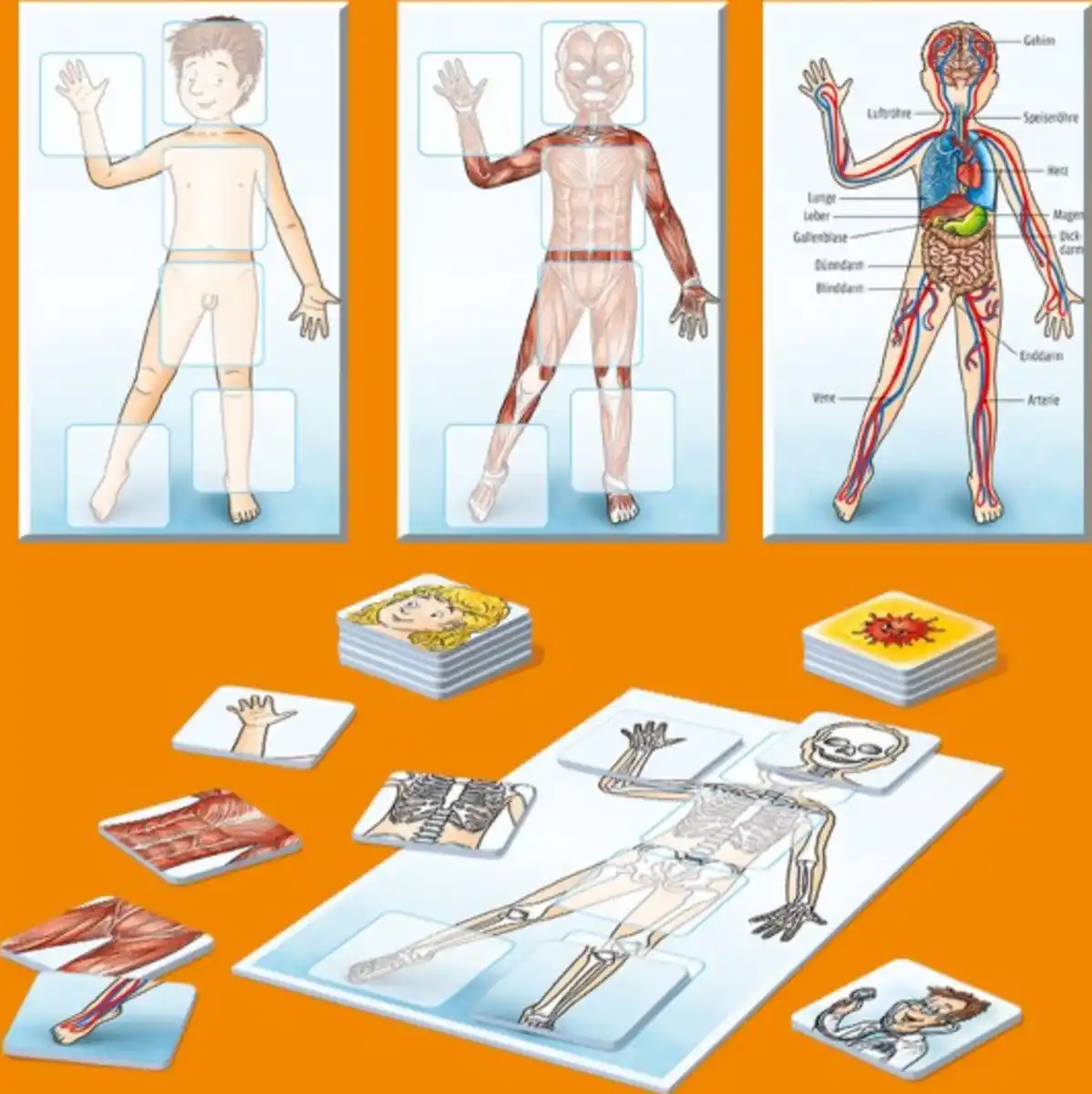 Bild 3 von Kosmos WAS IST WAS Junior - Mein Körper