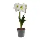 Bild 2 von GARDENLINE Amaryllis