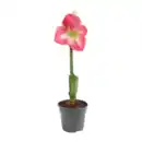 Bild 4 von GARDENLINE Amaryllis