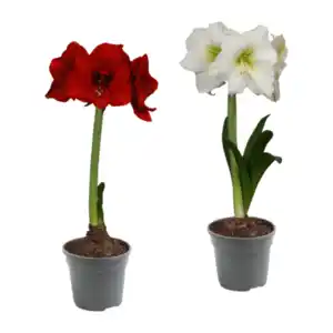 GARDENLINE Amaryllis