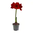 Bild 3 von GARDENLINE Amaryllis