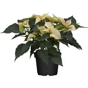 GROW by OBI Weihnachtsstern mit 5-7 Brakteen Weiß Topf-Ø ca. 13 cm