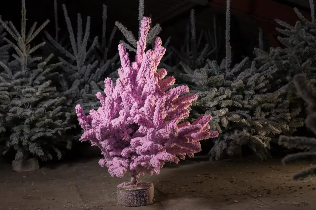 Bild 1 von Stechfichte auf Holzblock 70 - 80 cm rosa weiß