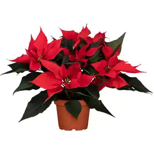 GROW by OBI Weihnachtsstern mit 5-7 Brakteen Rot Topf-Ø ca. 13 cm