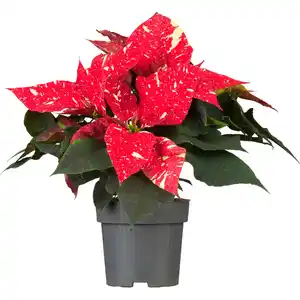 GROW by OBI Weihnachtsstern "Sky Star" mit 5-7 Brakteen Topf-Ø ca. 13 cm