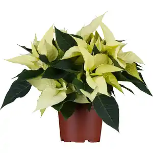 GROW by OBI Weihnachtsstern "Lime" mit 5-7 Brakteen Gelb Topf-Ø ca. 13 cm