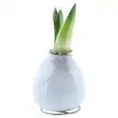 Bild 1 von GARDENLINE Amaryllis in Wachs