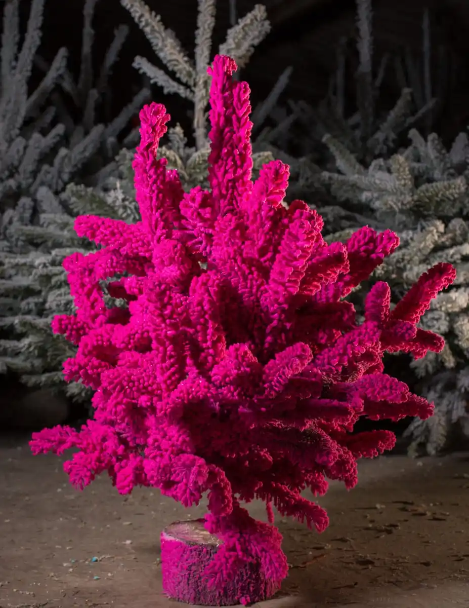 Bild 1 von Stechfichte auf Holzblock 70 - 80 cm fuchsia