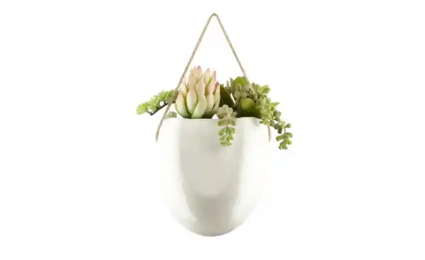 Bild 4 von Sukkulentenmix