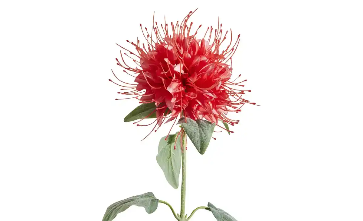 Bild 3 von HOME STORY Kunstblume Monarda