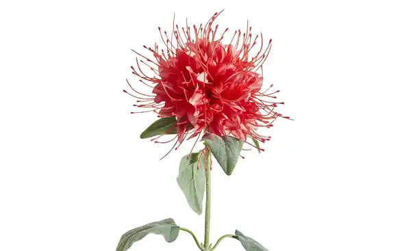 Bild 3 von HOME STORY Kunstblume Monarda