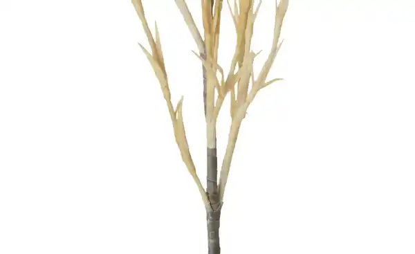 Bild 3 von Soft Flower Korallenzweig