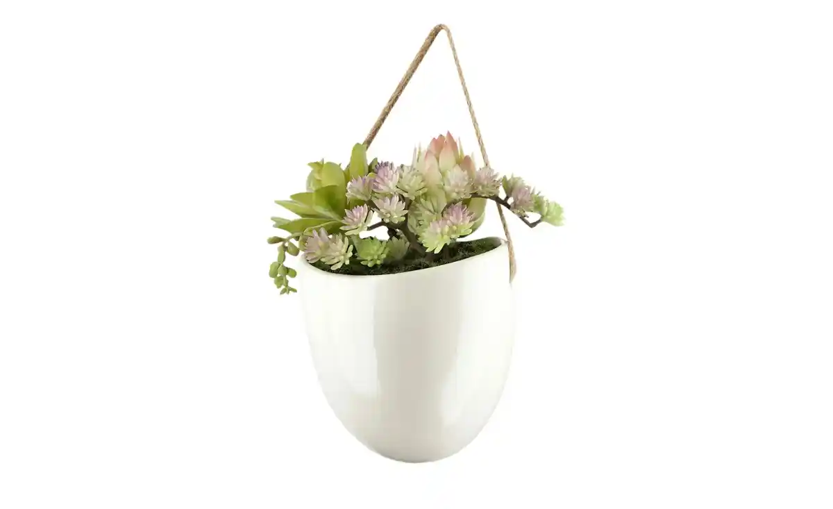 Bild 3 von Sukkulentenmix