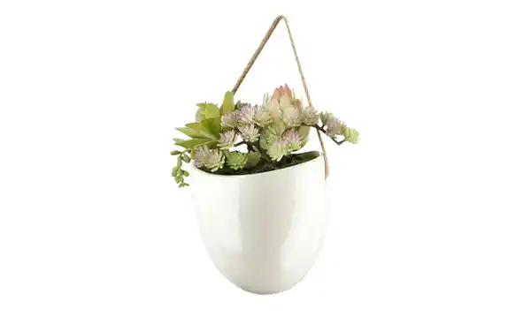 Bild 3 von Sukkulentenmix