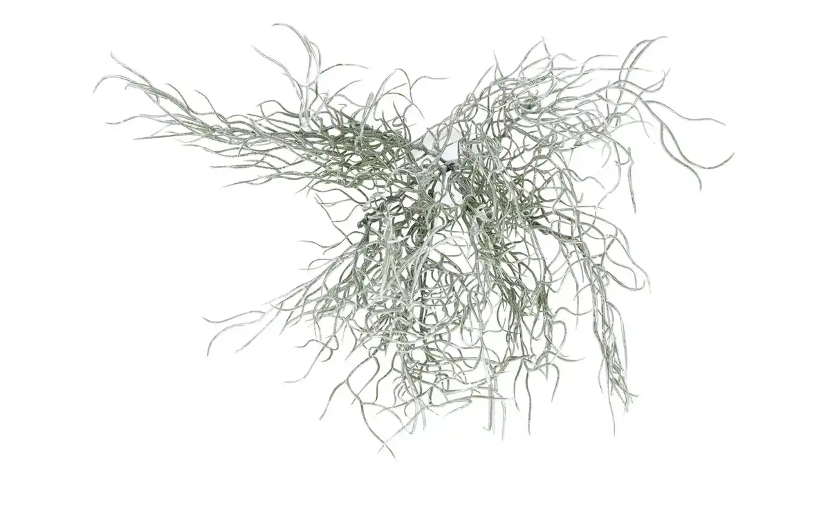 Bild 3 von Grasbüschel