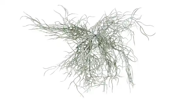 Bild 3 von Grasbüschel