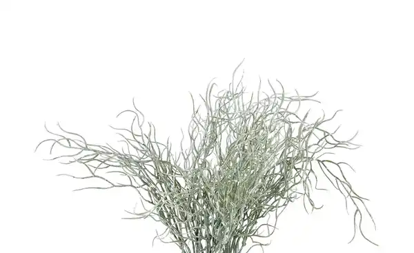 Bild 4 von Grasbüschel