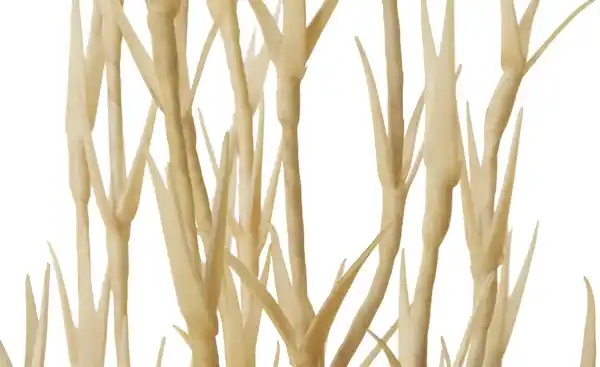 Bild 2 von Soft Flower Korallenzweig