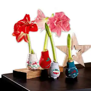 Amaryllis in der Socke