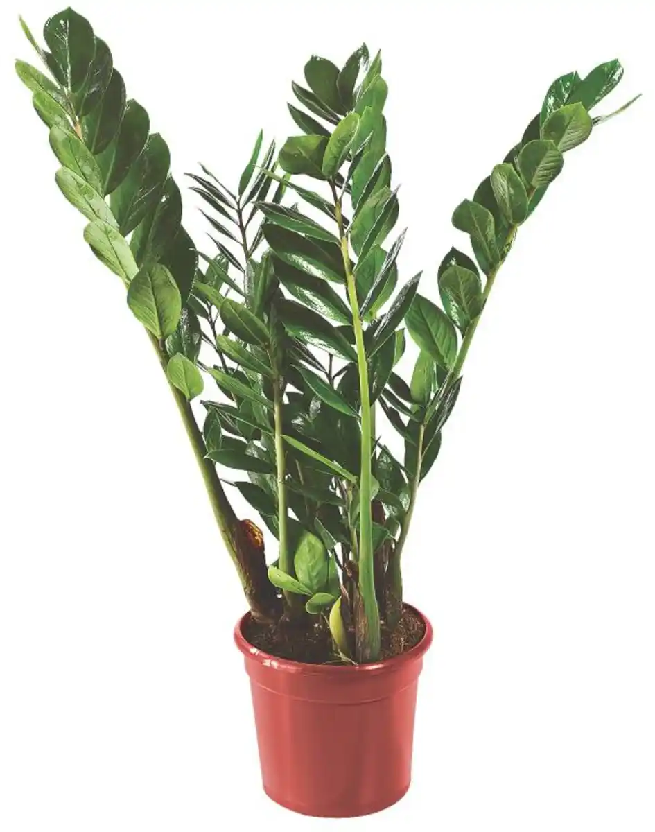 Bild 1 von Zimmerpflanze