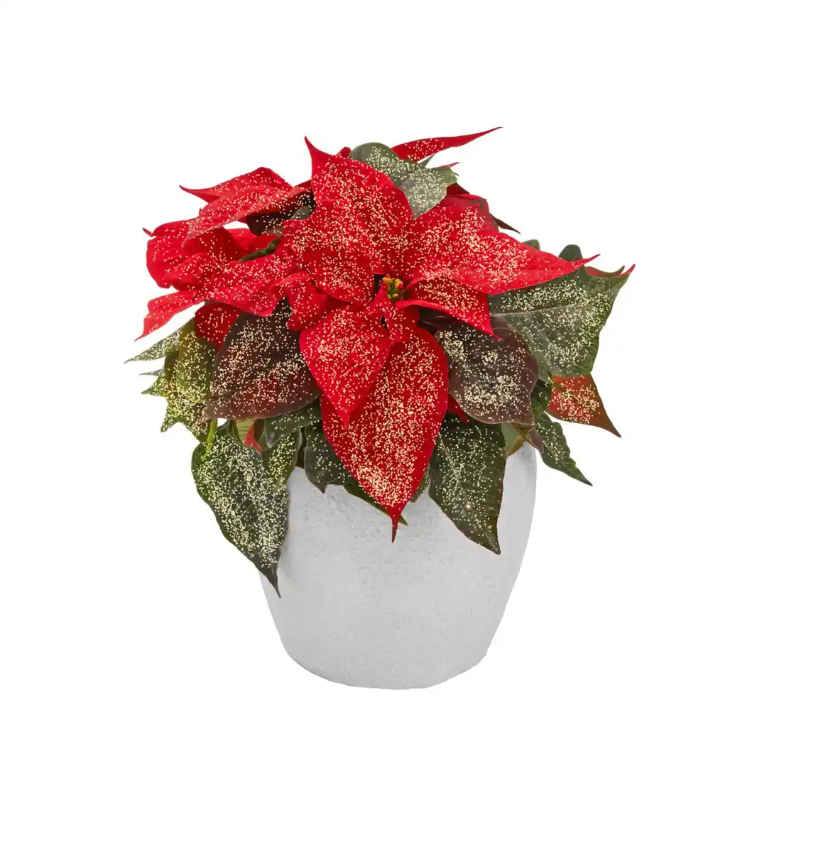 Bild 1 von Weihnachtsstern oder Zauberstern in Keramik