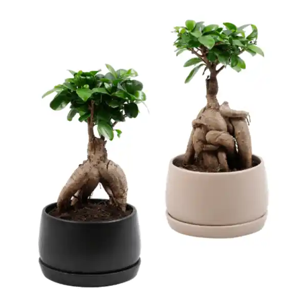 Bild 1 von GARDENLINE Bonsai-Ginseng