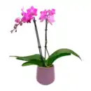 Bild 4 von GARDENLINE Phalaenopsis