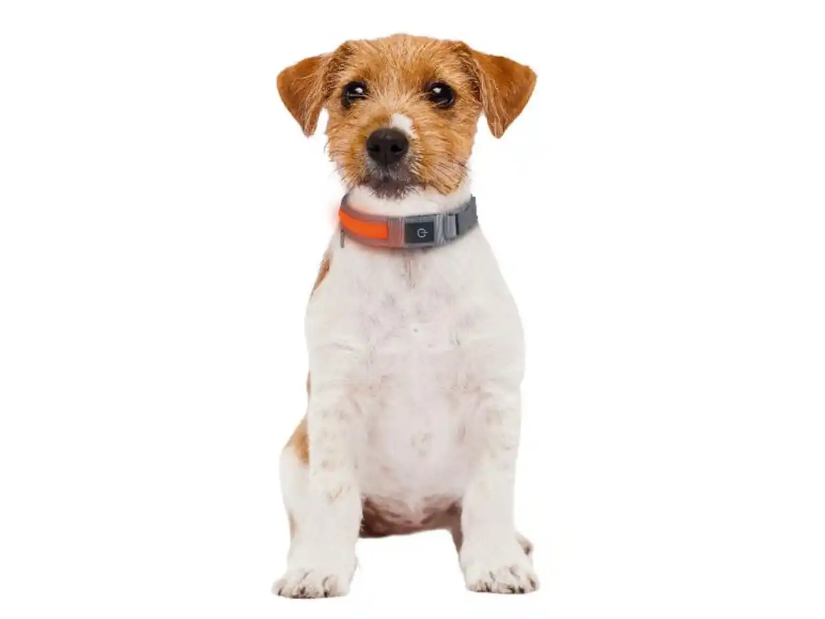 Bild 2 von zoofari® LED-Hundehalsband, mit 3 Leuchtfunktionen