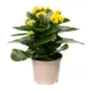 Bild 2 von GARDENLINE Kalanchoe