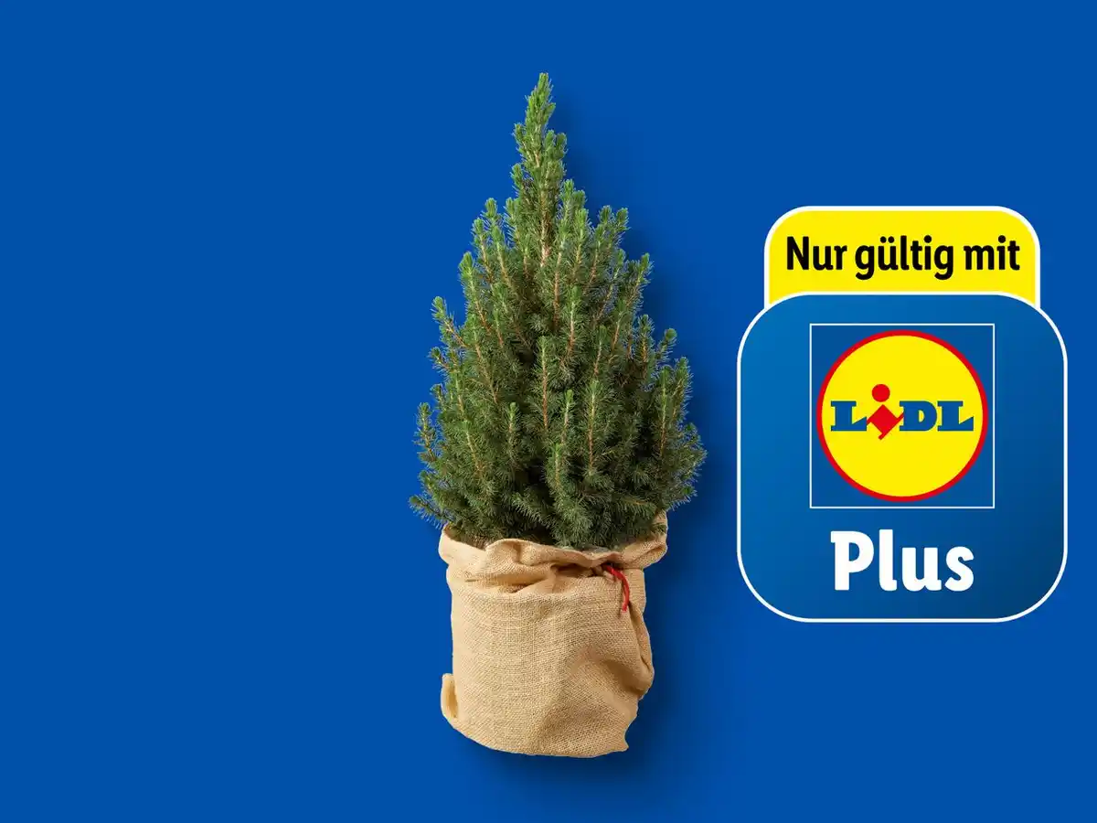 Bild 1 von Zuckerhutfichte im Jutesack